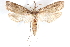  ( - CCDB-28951-F07)  @14 [ ] CreativeCommons - Attribution (2016) CBG Photography Group Centre for Biodiversity Genomics