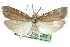  ( - CCDB-28951-F10)  @11 [ ] CreativeCommons - Attribution (2016) CBG Photography Group Centre for Biodiversity Genomics