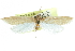  (Donacaula pallulellus - CCDB-28951-F11)  @14 [ ] CreativeCommons - Attribution (2016) CBG Photography Group Centre for Biodiversity Genomics