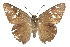  (Cogia hippalus - CCDB-28952-E10)  @14 [ ] CreativeCommons - Attribution (2016) CBG Photography Group Centre for Biodiversity Genomics