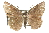  ( - CCDB-28952-F01_NGS)  @11 [ ] CreativeCommons - Attribution (2016) Jacopo DErcole Centre for Biodiversity Genomics