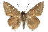  ( - CCDB-28952-F04)  @11 [ ] CreativeCommons - Attribution (2016) CBG Photography Group Centre for Biodiversity Genomics