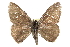  ( - CCDB-28952-F06)  @11 [ ] CreativeCommons - Attribution (2016) CBG Photography Group Centre for Biodiversity Genomics