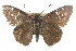  ( - CCDB-28952-F07_NGS)  @14 [ ] CreativeCommons - Attribution (2016) Jacopo DErcole Centre for Biodiversity Genomics