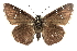  (Cogia caicus - CCDB-28952-F08)  @15 [ ] CreativeCommons - Attribution (2016) CBG Photography Group Centre for Biodiversity Genomics