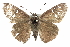  ( - CCDB-28952-F09)  @13 [ ] CreativeCommons - Attribution (2016) CBG Photography Group Centre for Biodiversity Genomics