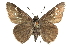  ( - CCDB-28952-F10_NGS)  @11 [ ] CreativeCommons - Attribution (2016) Jacopo DErcole Centre for Biodiversity Genomics