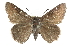  ( - CCDB-28952-F11)  @11 [ ] CreativeCommons - Attribution (2016) CBG Photography Group Centre for Biodiversity Genomics