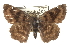  ( - CCDB-28952-G03_NGS)  @11 [ ] CreativeCommons - Attribution (2016) Jacopo DErcole Centre for Biodiversity Genomics