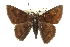  ( - CCDB-28952-G04)  @11 [ ] CreativeCommons - Attribution (2016) CBG Photography Group Centre for Biodiversity Genomics