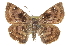  ( - CCDB-28952-G06_NGS)  @11 [ ] CreativeCommons - Attribution (2016) Jacopo DErcole Centre for Biodiversity Genomics