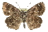  ( - CCDB-28952-G07_NGS)  @11 [ ] CreativeCommons - Attribution (2016) Jacopo DErcole Centre for Biodiversity Genomics