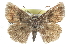  ( - CCDB-28952-G09)  @14 [ ] CreativeCommons - Attribution (2016) CBG Photography Group Centre for Biodiversity Genomics