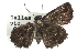  ( - CCDB-28952-G11)  @13 [ ] CreativeCommons - Attribution (2016) CBG Photography Group Centre for Biodiversity Genomics