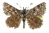  ( - CCDB-28953-A08)  @11 [ ] CreativeCommons - Attribution (2016) CBG Photography Group Centre for Biodiversity Genomics