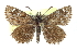  ( - CCDB-28953-A09)  @11 [ ] CreativeCommons - Attribution (2016) CBG Photography Group Centre for Biodiversity Genomics