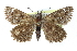  ( - CCDB-28953-A10_NGS)  @11 [ ] CreativeCommons - Attribution (2016) Jacopo DErcole Centre for Biodiversity Genomics