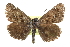  ( - CCDB-28953-B09)  @11 [ ] CreativeCommons - Attribution (2016) CBG Photography Group Centre for Biodiversity Genomics
