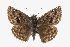  ( - CCDB-28953-E05)  @11 [ ] CreativeCommons - Attribution (2016) CBG Photography Group Centre for Biodiversity Genomics