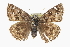  ( - CCDB-28953-E06)  @11 [ ] CreativeCommons - Attribution (2016) CBG Photography Group Centre for Biodiversity Genomics