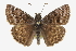  ( - CCDB-28953-E07)  @11 [ ] CreativeCommons - Attribution (2016) CBG Photography Group Centre for Biodiversity Genomics