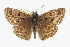  ( - CCDB-28953-E08)  @11 [ ] CreativeCommons - Attribution (2016) CBG Photography Group Centre for Biodiversity Genomics