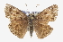  ( - CCDB-28953-E09)  @11 [ ] CreativeCommons - Attribution (2016) CBG Photography Group Centre for Biodiversity Genomics