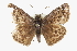  ( - CCDB-28953-F01)  @13 [ ] CreativeCommons - Attribution (2016) CBG Photography Group Centre for Biodiversity Genomics