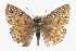  ( - CCDB-28953-F02)  @11 [ ] CreativeCommons - Attribution (2016) CBG Photography Group Centre for Biodiversity Genomics
