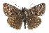  ( - CCDB-28953-F03)  @14 [ ] CreativeCommons - Attribution (2016) CBG Photography Group Centre for Biodiversity Genomics