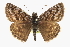  ( - CCDB-28953-F06)  @11 [ ] CreativeCommons - Attribution (2016) CBG Photography Group Centre for Biodiversity Genomics