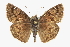  ( - CCDB-28953-F07)  @13 [ ] CreativeCommons - Attribution (2016) CBG Photography Group Centre for Biodiversity Genomics