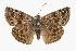  ( - CCDB-28953-F08)  @14 [ ] CreativeCommons - Attribution (2016) CBG Photography Group Centre for Biodiversity Genomics