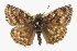  ( - CCDB-28953-F09)  @11 [ ] CreativeCommons - Attribution (2016) CBG Photography Group Centre for Biodiversity Genomics
