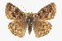  ( - CCDB-28953-F11)  @11 [ ] CreativeCommons - Attribution (2016) CBG Photography Group Centre for Biodiversity Genomics