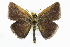  ( - CCDB-28954-C01_NGS)  @13 [ ] CreativeCommons - Attribution (2016) Jacopo DErcole Centre for Biodiversity Genomics