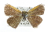  ( - CCDB-28954-C04)  @11 [ ] CreativeCommons - Attribution (2016) CBG Photography Group Centre for Biodiversity Genomics