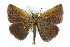  ( - CCDB-28954-C05)  @11 [ ] CreativeCommons - Attribution (2016) CBG Photography Group Centre for Biodiversity Genomics