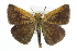  ( - CCDB-28954-C06_NGS)  @11 [ ] CreativeCommons - Attribution (2016) Jacopo DErcole Centre for Biodiversity Genomics