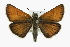  ( - CCDB-28954-F06)  @14 [ ] CreativeCommons - Attribution (2016) CBG Photography Group Centre for Biodiversity Genomics