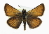  ( - CCDB-28954-F08)  @14 [ ] CreativeCommons - Attribution (2016) CBG Photography Group Centre for Biodiversity Genomics
