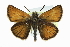  ( - CCDB-28954-G04)  @15 [ ] CreativeCommons - Attribution (2016) CBG Photography Group Centre for Biodiversity Genomics