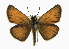  ( - CCDB-28954-G08)  @15 [ ] CreativeCommons - Attribution (2016) CBG Photography Group Centre for Biodiversity Genomics