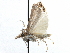  ( - CCDB-28955-A02)  @11 [ ] CreativeCommons - Attribution (2016) CBG Photography Group Centre for Biodiversity Genomics
