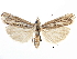  (Mesolia - CCDB-28955-A04)  @15 [ ] CreativeCommons - Attribution (2016) CBG Photography Group Centre for Biodiversity Genomics