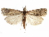  ( - CCDB-28955-B01)  @11 [ ] CreativeCommons - Attribution (2016) CBG Photography Group Centre for Biodiversity Genomics