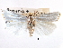  ( - CCDB-28955-B09)  @11 [ ] CreativeCommons - Attribution (2016) CBG Photography Group Centre for Biodiversity Genomics
