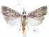  ( - CCDB-28955-B11)  @11 [ ] CreativeCommons - Attribution (2016) CBG Photography Group Centre for Biodiversity Genomics