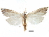  ( - CCDB-28955-D01)  @11 [ ] CreativeCommons - Attribution (2016) CBG Photography Group Centre for Biodiversity Genomics