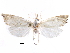  ( - CCDB-28955-D04)  @11 [ ] CreativeCommons - Attribution (2016) CBG Photography Group Centre for Biodiversity Genomics